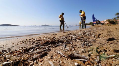 Trabajadores retiran peces muertos del Mar Menor en una imagen de archivo.