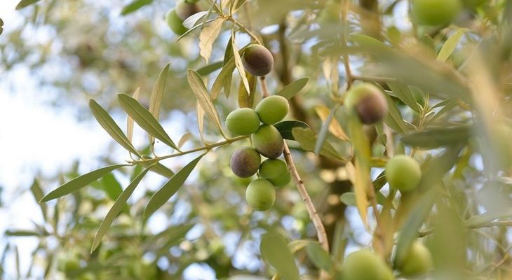 La Xylella fastidiosa afecta a cultivos como el olivo o el vi&ntilde;edo