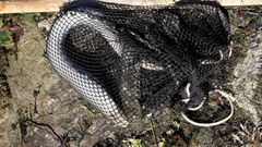 Foto de archivo de una pieza capturada en pesqueira