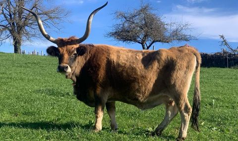 Cachena de 21 años criada en la ganadería Cachenas de Antía, en Navia de Suarna