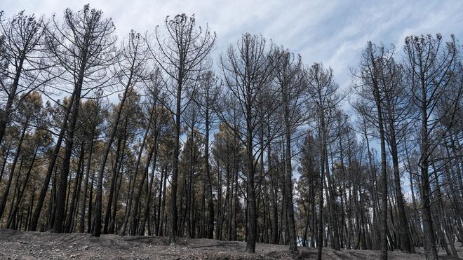 El incendio que se inici� el pasado jueves en La Mierla, en la Sierra Norte de Guadalajara, ha afectado ya a unas 5.400 hect�reas desde que fue detectado, el 90 por ciento de la superficie afectada perteneciente al Parque Natural de la Sierra Norte, y ha hecho necesario evacuar otra localidad, con lo que ya son 12 los municipios desalojados con unas 600 personas desplazadas.
