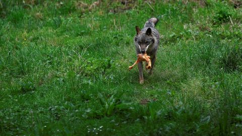 El lobo Aullador con un trozo de comida en la Casa del Lobo en Belmonte de Miranda