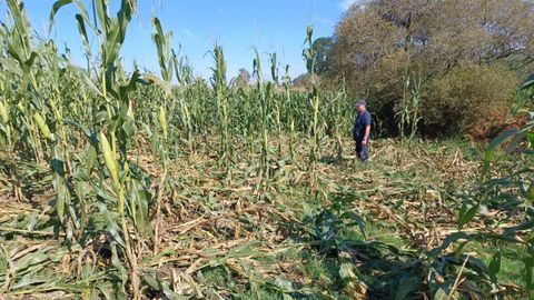 Un agricultor observa los estragos de los jabales el ao pasado en una finca de Mazaricos.