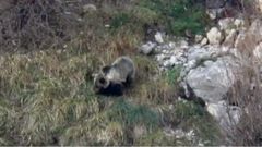 La osa rescatada en Proaza y liberada despu�s de ser tratada en el Centro de Recuperaci�n de la Fauna en Cantabria 