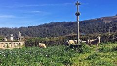 El cementerio viejo de Ard�n, pastizal ocasional de ovejas, todav�a preserva una fila de nichos, un cruceiro y los muros del cierre.