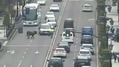 Un toro�campa a sus anchas por el centro de Oviedo