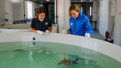 Investigadores se muestran extra�ados por la llegada de ejemplares de tortuga boba a las costas asturianas