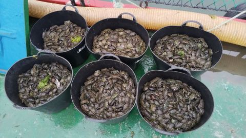 Retirada de depredadores de los bancos marisqueros de la r�a de Pontevedra, en este caso, cangrejo verde y caracolillo