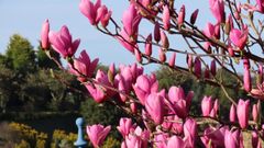 Las camelias luarquesas de Fonte Baxa en todo su esplendor
