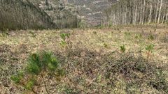 Terreno preparado para pinos en superficie de la sofor Monte de Candedo
