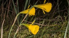 Primeras flores de la temporada en la zona Red Natura del Cabe