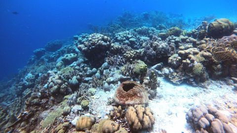 Un arrecife de coral en Bonaire, en el Caribe