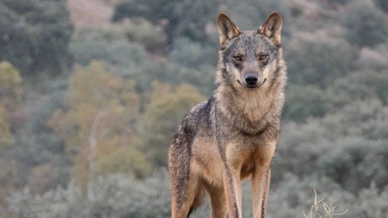 Ascel presenta un recurso en el que pide una «suspensión» de la norma que permite cazar lobos en Galicia