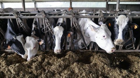 Vacas frisonas en una granja l�ctea en una foto de archivo