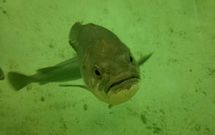 Los ejemplares de mero engordan r�pidamente y presentan bajas tasas de mortalidad.