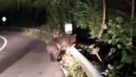 El oso�que se trata de rescatar�Somiedo, tras el atropello