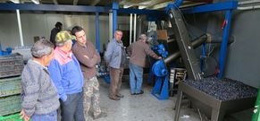 <span lang= es-es >El procesado</span>. Las viejas almazaras, provistas de prensas de tracci�n animal, fueron sustituidas por equipos de �ltima generaci�n que permiten procesar hasta 500 kilos de aceitunas en una hora
