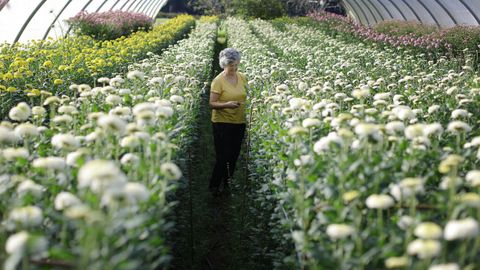 La madre de Vernica, Mary, pasea entre las plantaciones de cristanemo a pocos meses de jubilarse.