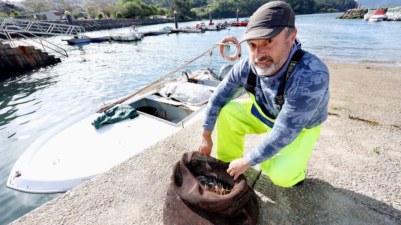 El aumento de la temperatura del agua reactiva la campaña de anguila en la ría de Vigo