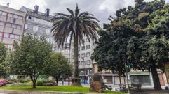 La palmera est� al lado de un carballo de 63 a�os