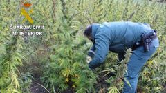 En Outes lleg� a desmantelarse una finca en la que se encontraron 2.500 plantas de marihuana