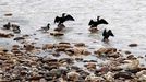 Cormoranes y azulones en el r�o Nal�n, en una imagen de archivo