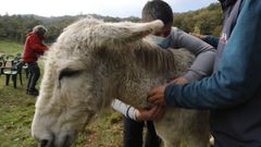 La entidad lleva quince a�os ofreciendo un programa de terapia asistida con estos animales
