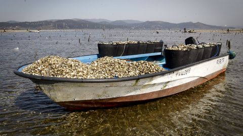 Alta mortandad de marisco en los viveros de Carril