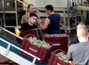 Los trabajos de vendimia en R�as Baixas no comenzar�n hasta dentro de dos semanas.