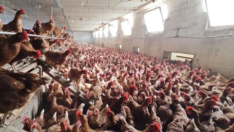 Las gallinas confinadas en una de las explotaciones de Granja Taramundi