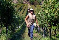 La denominaci�n de origen R�as Baixa dispone de m�s de cuatro mil hect�reas cultivadas.