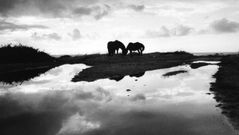 CABALLOS EN SAN ANDR�S DE TEIXIDO 