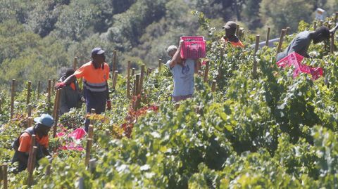 Vendimia en una vi&ntilde;a de la ribera de Doade, el pasado 12 de septiembre