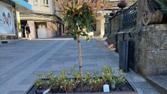 Nuevas jardineras instaladas en las calles de O Carballi&ntilde;o