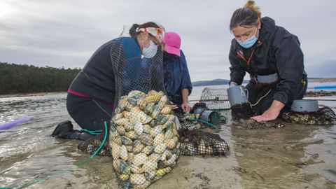 Mariscadoras trabajando en Camari�as, en una foto de archivo