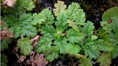 El �Erodium maritimum� habita en suelos desnudos cercanos al mar