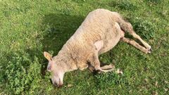 Oveja muerta en Vilaronte, Foz