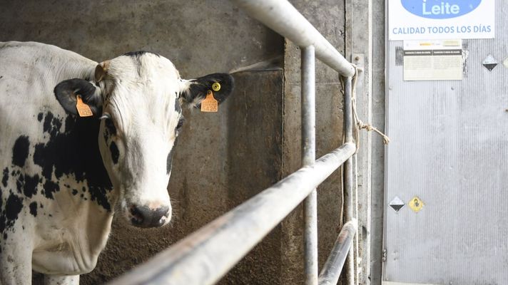 Imagen de una vaca lechera en una explotaci�n ganadera de Lugo. 