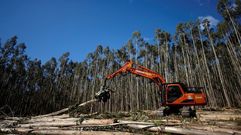 La sentencia del Supremo sobre Ence tiene repercusiones en las comarcas madereras de Galicia