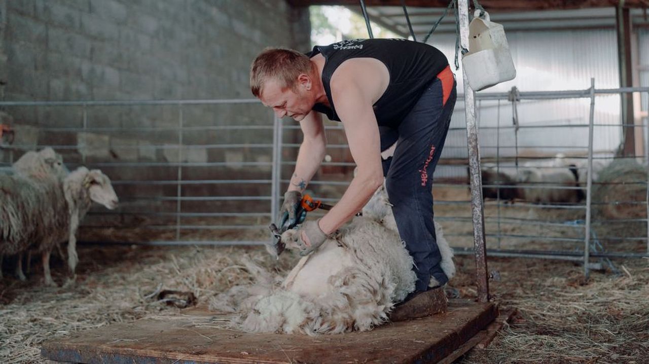 Arranca la campaña de esquila en la provincia