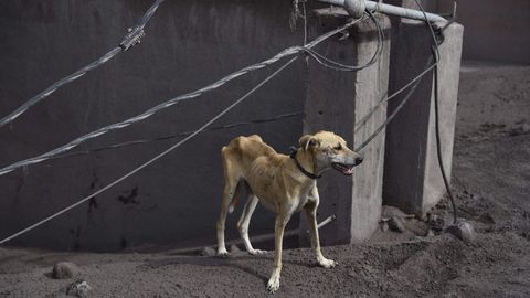 Un perro atado por soldados durante las labores de rescate en la localidad de San Miguel Los Lotes, en Guatemala