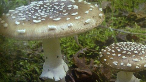 �Amanita pantherina�, blanca inmutable. Venenosa. 
