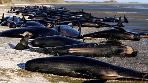 Preocupaci�n ante la posible explosi�n de ballenas varadas en Nueva Zelanda