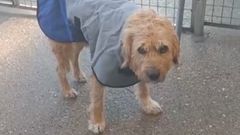 Truco, todav�a asustado, en el refugio de la protectora Apadan.