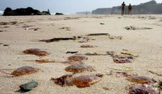 Una plaga de medusas oblig� a cerrar playas en Lugo.