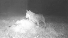 Lobo aliment�ndose de ganado en Ponte Caldelas