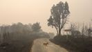 Efectos del incendio forestal de Carballeda de Avia