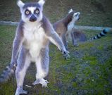 DE MADAGASCAR A VIGO. Los nuevos inquilinos de la instalaci�n para primates son l�mures de cola anillada, naturales de Madagascar. Los siete que est�n en Vigo llegaron en Navidad, procedentes del zoo de Valencia. La familia ha sido alojada en el mismo recinto que antes ocupaban los monos.