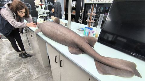 El tibur�n foca med�a casi medio metro y pesaba 18 kilogramos, cinco de ellos el h�gado