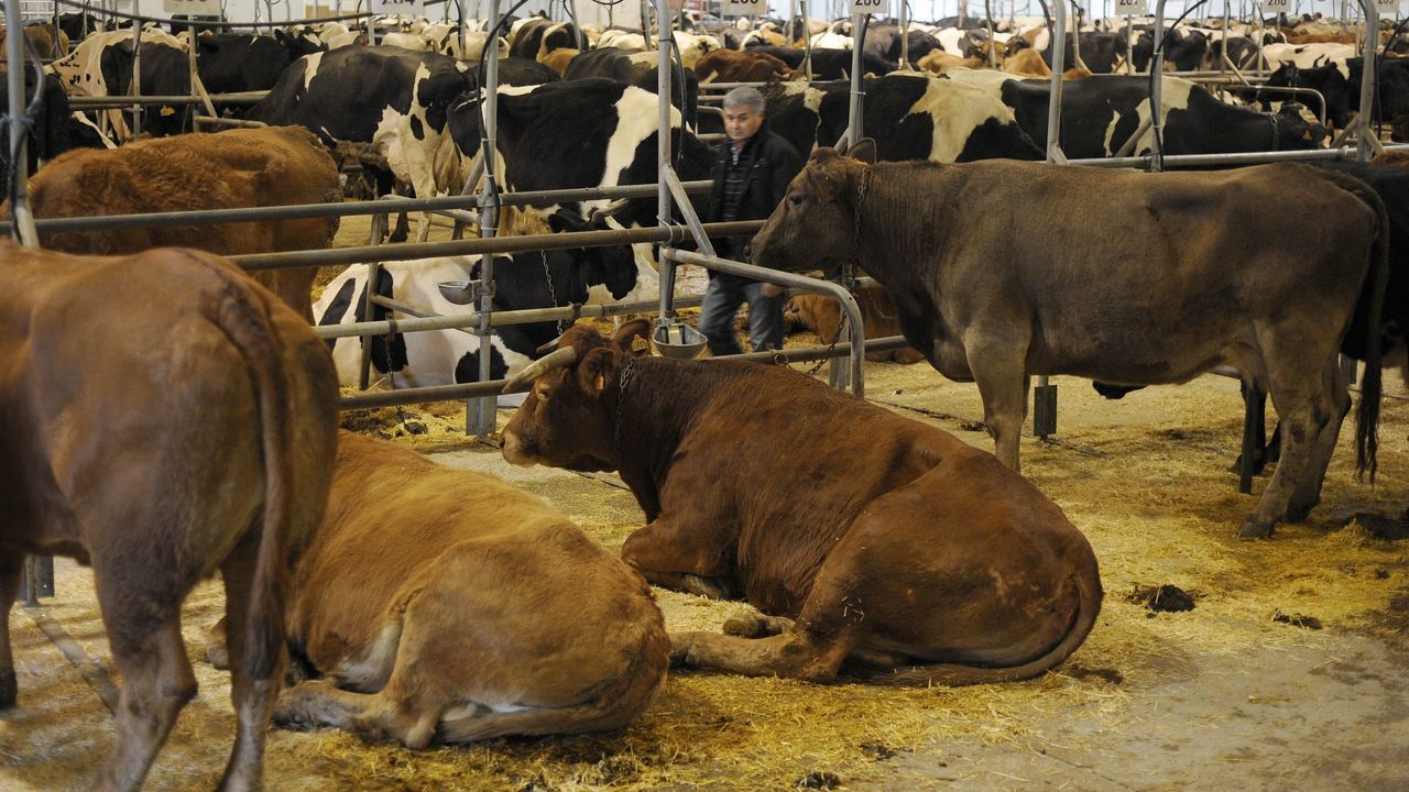 Medio Rural mantiene hasta febrero las medidas de prevención frente a la dermatosis nodular contagiosa